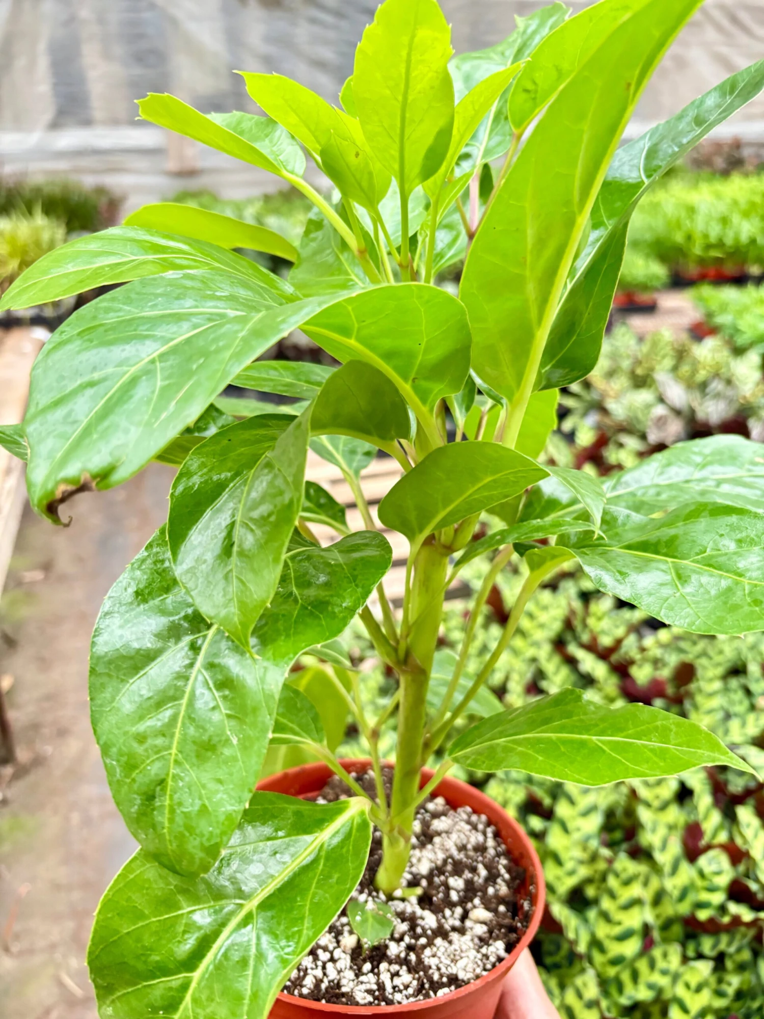 Schefflera Actinophylla 3 Schefflera Actinophylla - Image 3