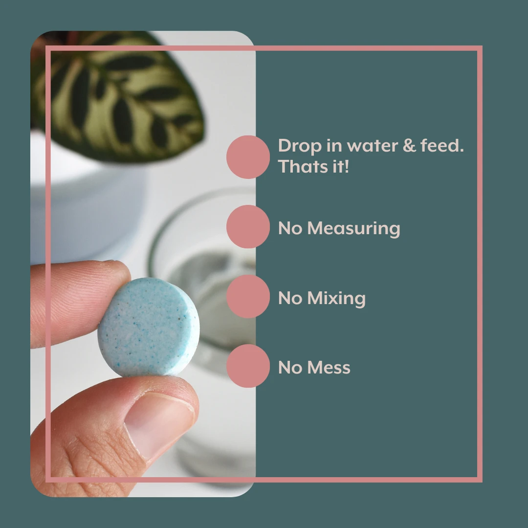 The Houseplant GROW Bundle (Plant Food + ProBiotics + Watering Can) 4 The Houseplant GROW Bundle (Plant Food + ProBiotics + Watering Can) - Image 4