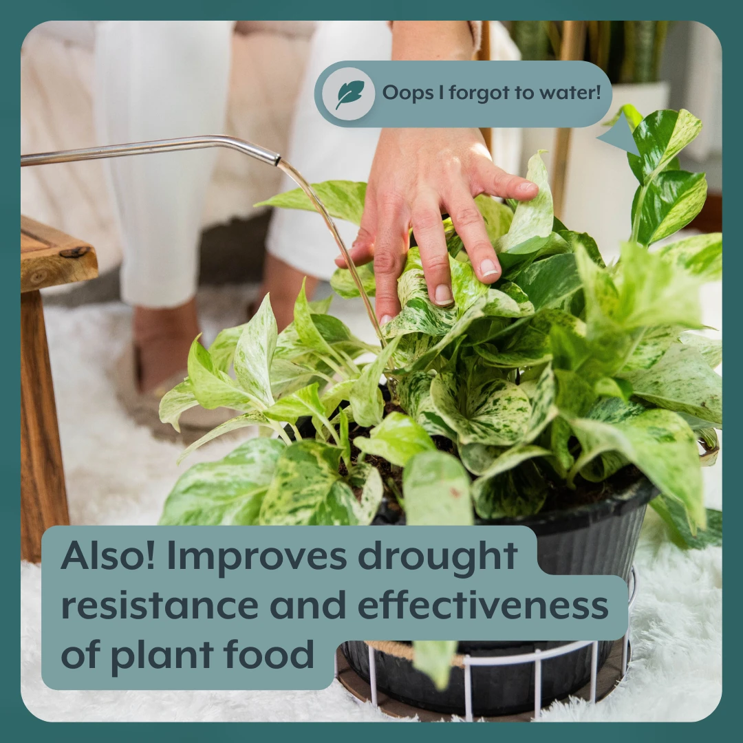 The Houseplant GROW Bundle (Plant Food + ProBiotics + Watering Can) 5 The Houseplant GROW Bundle (Plant Food + ProBiotics + Watering Can) - Image 5