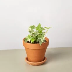 English Ivy 'Glacier' 21 English Ivy 'Glacier' -Plant house IvyGlacier TerraCotta