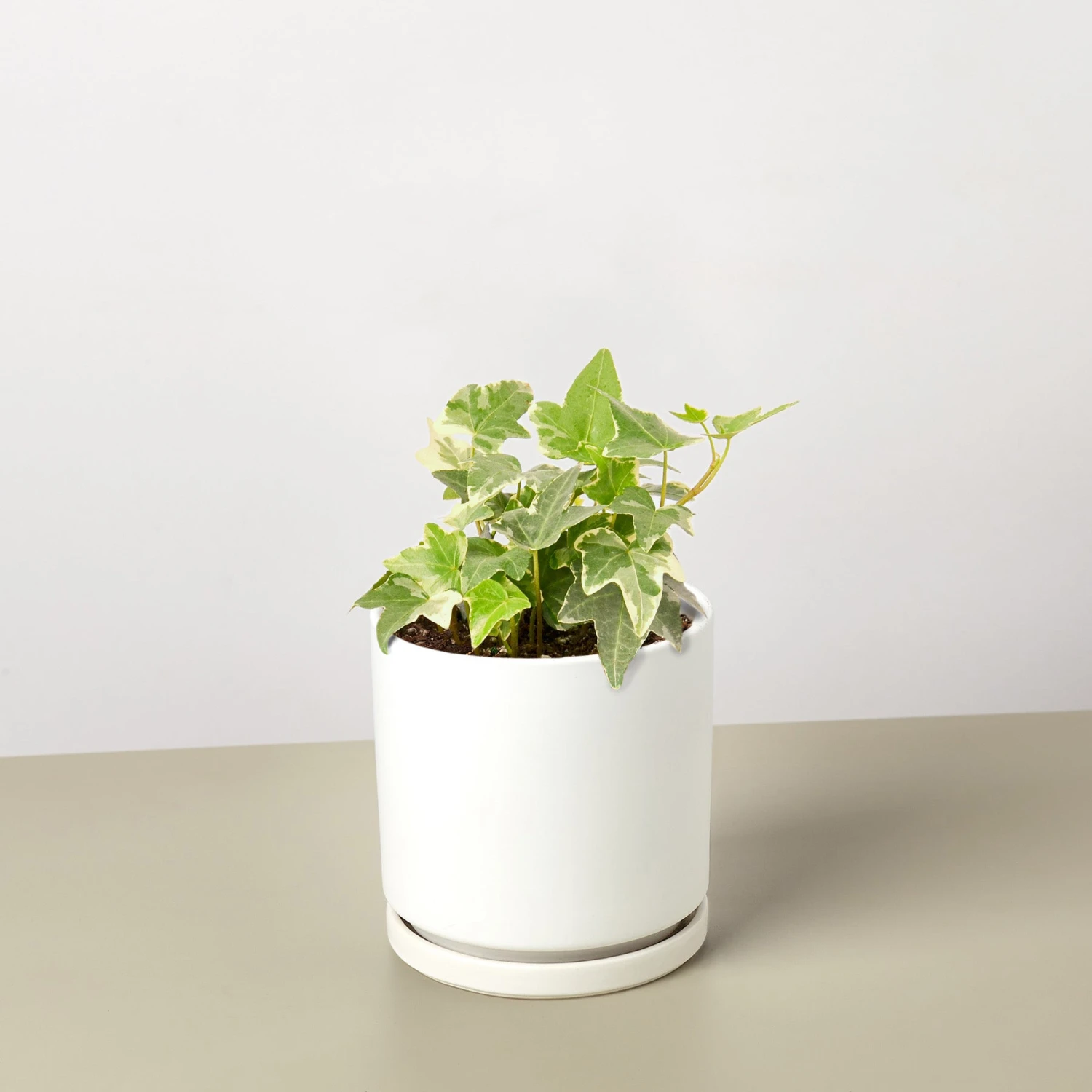 English Ivy 'Glacier' 10 English Ivy 'Glacier' - Image 10