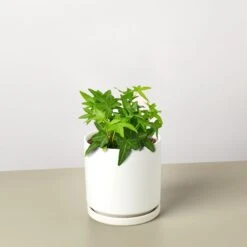 English Ivy 'Green California' 14 English Ivy 'Green California' -Plant house IvyGreen blackround