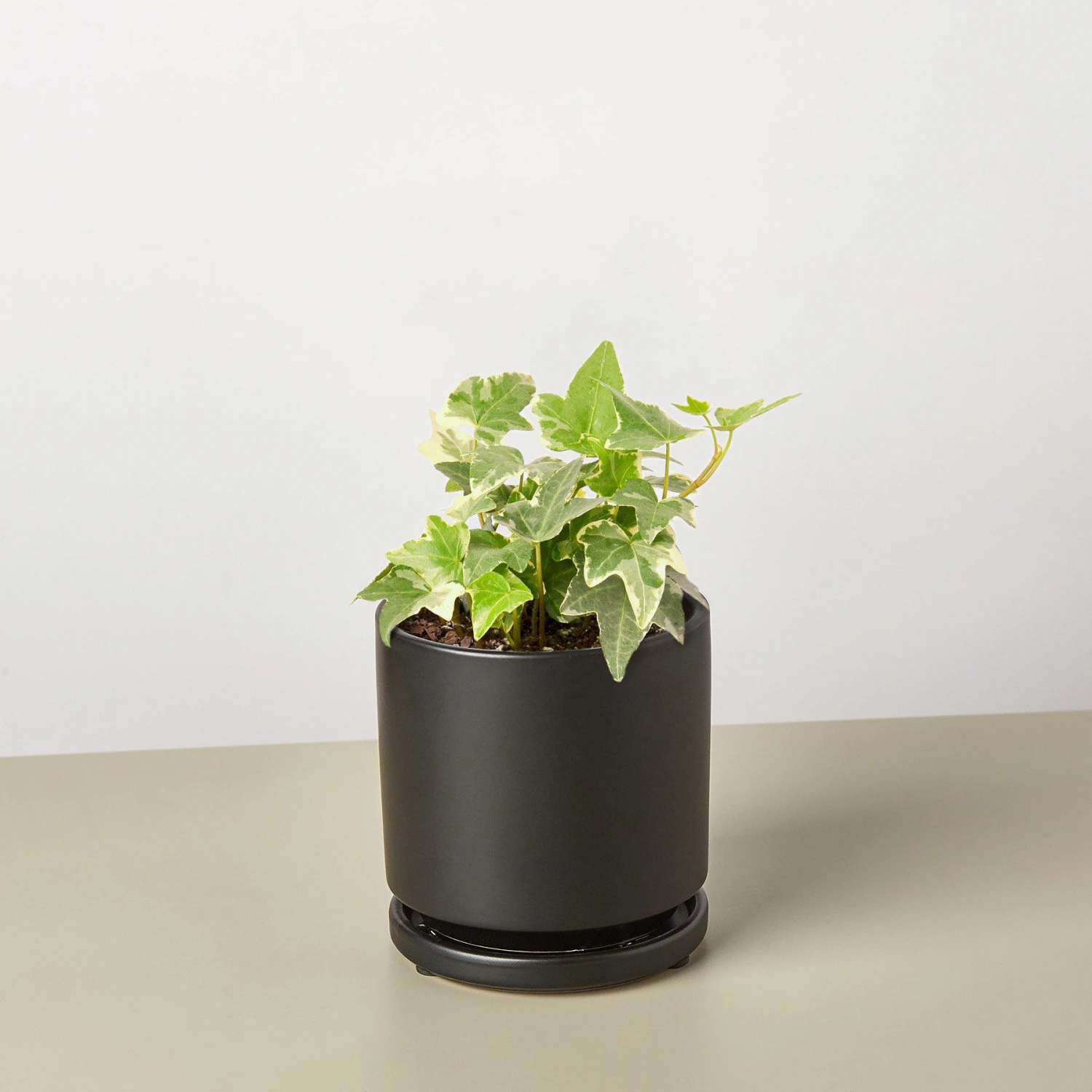 English Ivy 'Glacier' 2 English Ivy 'Glacier' - Image 2