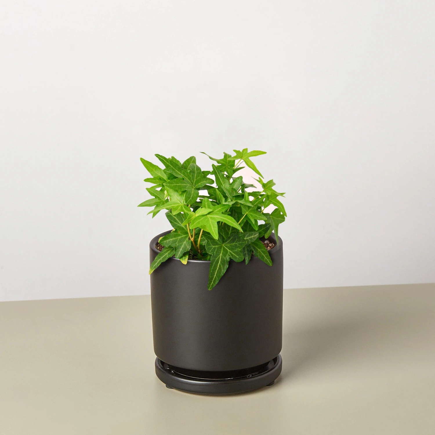 English Ivy 'Green California' 6 English Ivy 'Green California' - Image 6