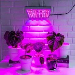 Brite Labs - Gaze Grow Light 17 Brite Labs - Gaze Grow Light -Plant house JOMN0039