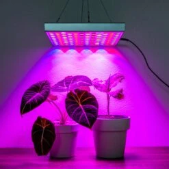 Brite Labs - Gaze Grow Light 19 Brite Labs - Gaze Grow Light -Plant house JOMN0053