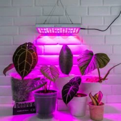 Brite Labs - Gaze Grow Light 12 Brite Labs - Gaze Grow Light -Plant house JOMN1713