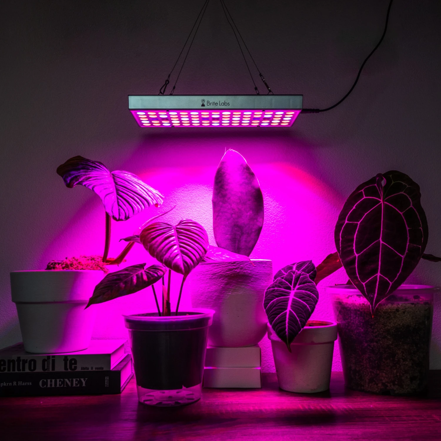 Brite Labs - Gaze Grow Light 5 Brite Labs - Gaze Grow Light - Image 5