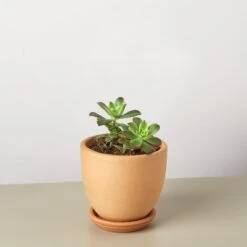 Succulent 'Kiwi' -Plant house KiwiSucculent TerraCottalibertybell