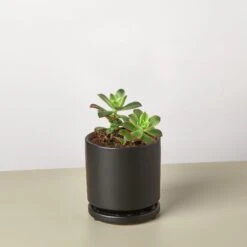 Succulent 'Kiwi' -Plant house Kiwi Succulent black round