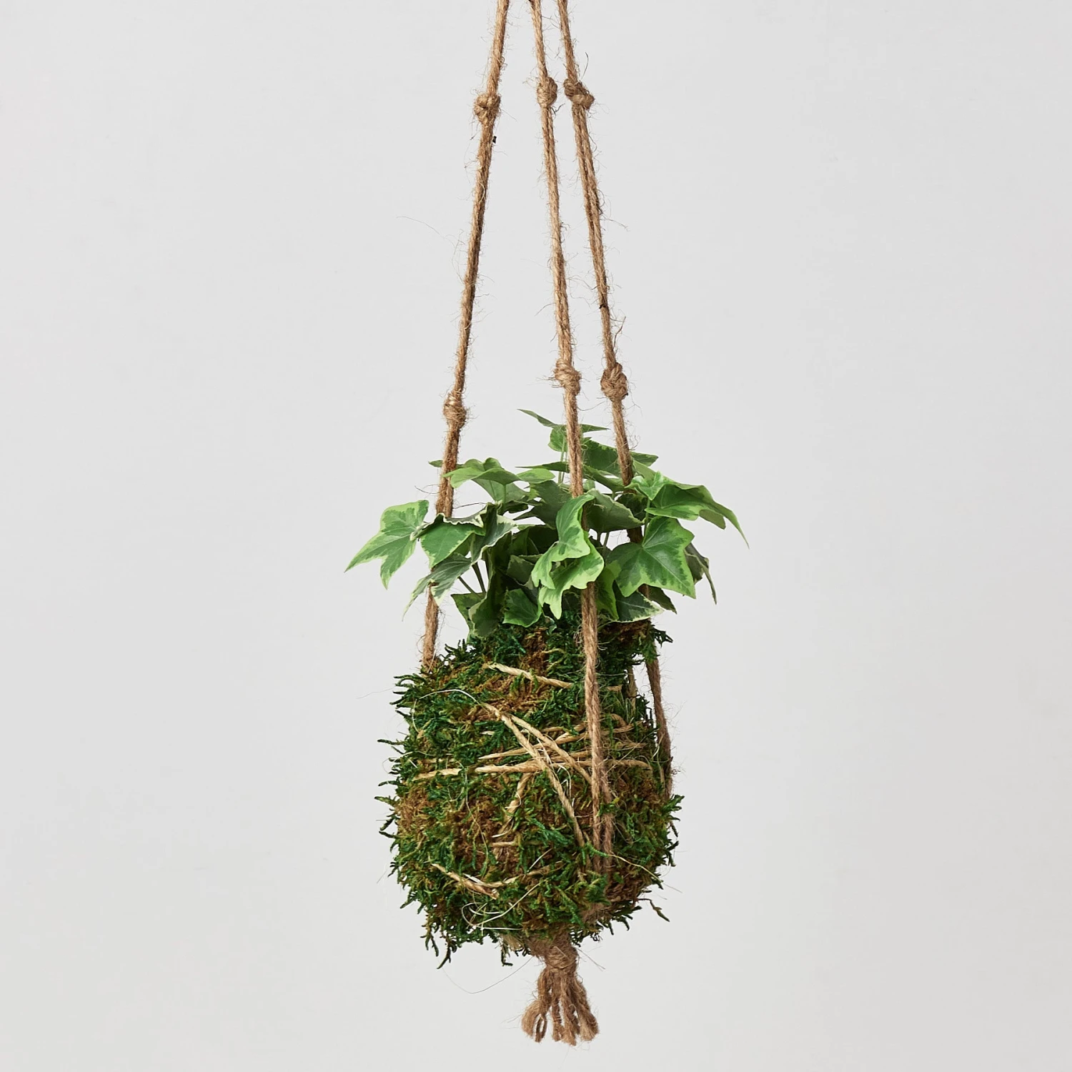 Kokedama Moss Ball Hanging Plant 2 Kokedama Moss Ball Hanging Plant - Image 2