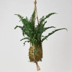 Kokedama Moss Ball Hanging Plant 8 Kokedama Moss Ball Hanging Plant -Plant house Kokedamamossball jestercrown
