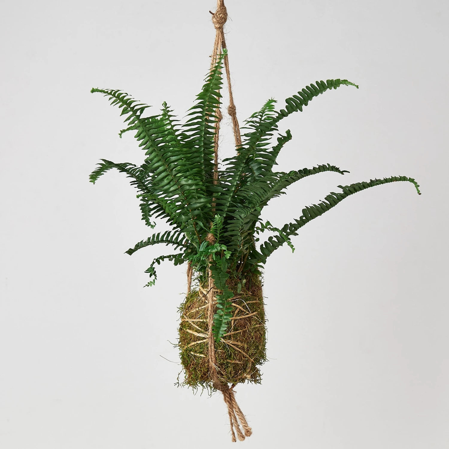 Kokedama Moss Ball Hanging Plant 3 Kokedama Moss Ball Hanging Plant - Image 3