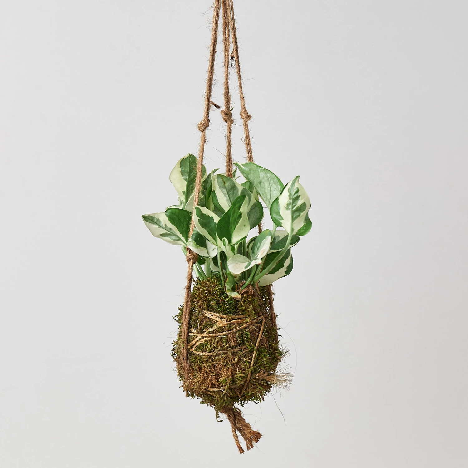 Kokedama Moss Ball Hanging Plant 4 Kokedama Moss Ball Hanging Plant - Image 4
