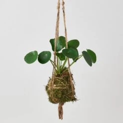 Kokedama Moss Ball Hanging Plant 10 Kokedama Moss Ball Hanging Plant -Plant house Kokedamamossball pilea