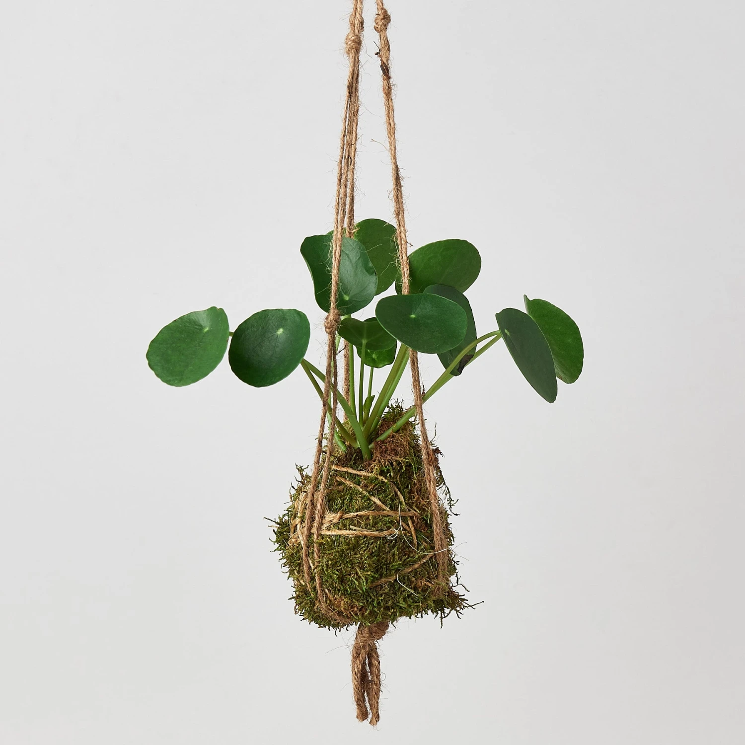 Kokedama Moss Ball Hanging Plant 5 Kokedama Moss Ball Hanging Plant - Image 5
