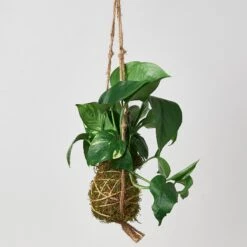 Kokedama Moss Ball Hanging Plant 11 Kokedama Moss Ball Hanging Plant -Plant house Kokedamamossball pothos