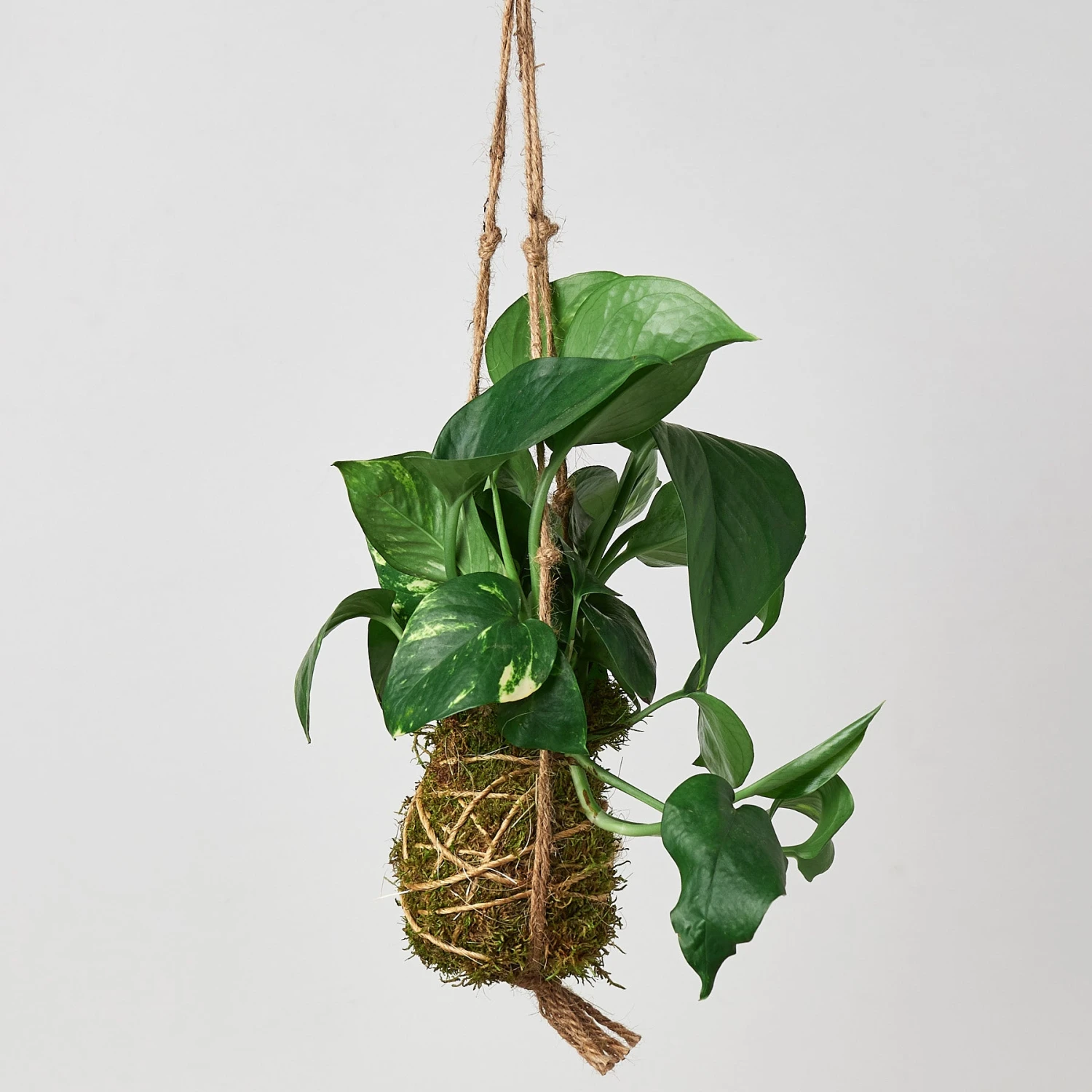 Kokedama Moss Ball Hanging Plant 6 Kokedama Moss Ball Hanging Plant - Image 6