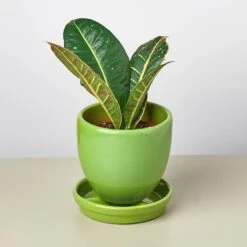 Liberty Bell Planter 26 Liberty Bell Planter -Plant house LibertyBell green all