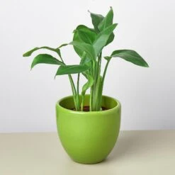 Liberty Bell Planter 25 Liberty Bell Planter -Plant house LibertyBell greenpot plant