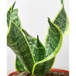 Snake Plant 'Twist' -Plant house Macys 6 SnakeTwist DETAIL