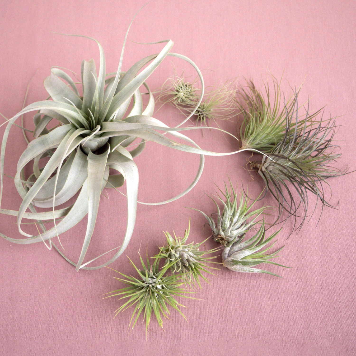 Large Air Plant Bundle 1 Large Air Plant Bundle