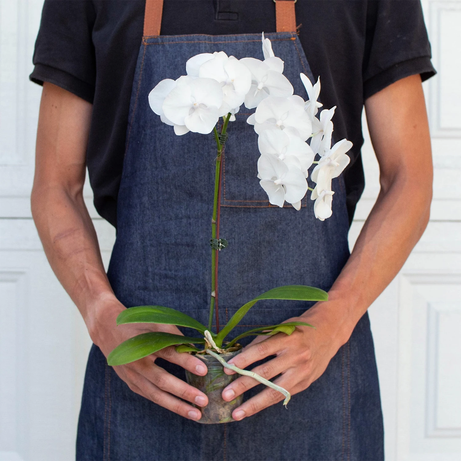 Orchid 'White Phalaenopsis' 3 Orchid 'White Phalaenopsis' - Image 3