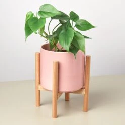 Cylinder Planter With Wood Stand - 5" Pot -Plant house POTPINKWOODSTAND DETAIL