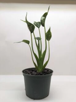 Alocasia 'Tiny Dancer' - 4" Pot 8 Alocasia 'Tiny Dancer' - 4" Pot -Plant house PXL 20250530 192735146