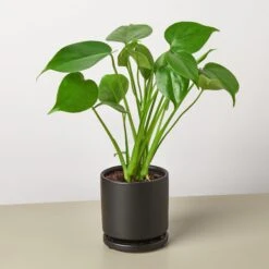 Monstera 'Split-Leaf' 18 Monstera 'Split-Leaf' -Plant house Philodendron Monstera black round