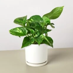 Pothos 'Golden' -Plant house PothosGolden WhiteRound