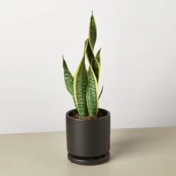 Snake Plant 'Laurentii' 27 Snake Plant 'Laurentii' -Plant house Pre Potted black round Snake