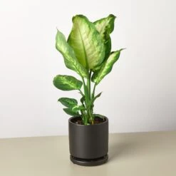 Dieffenbachia Camille 17 Dieffenbachia Camille -Plant house Pre PottedblackroundCane