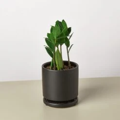 Zamioculcas Zamiifolia 'ZZ' -Plant house Pre PottedblackroundZZ