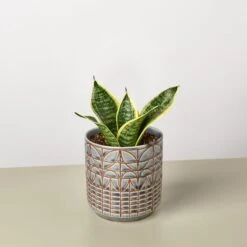Snake Plant 'Laurentii Dwarf' 19 Snake Plant 'Laurentii Dwarf' -Plant house SnakeLaurentiidwarf Navarro
