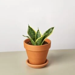 Snake Plant 'Laurentii Dwarf' 16 Snake Plant 'Laurentii Dwarf' -Plant house SnakeOceanStar TerraCotta