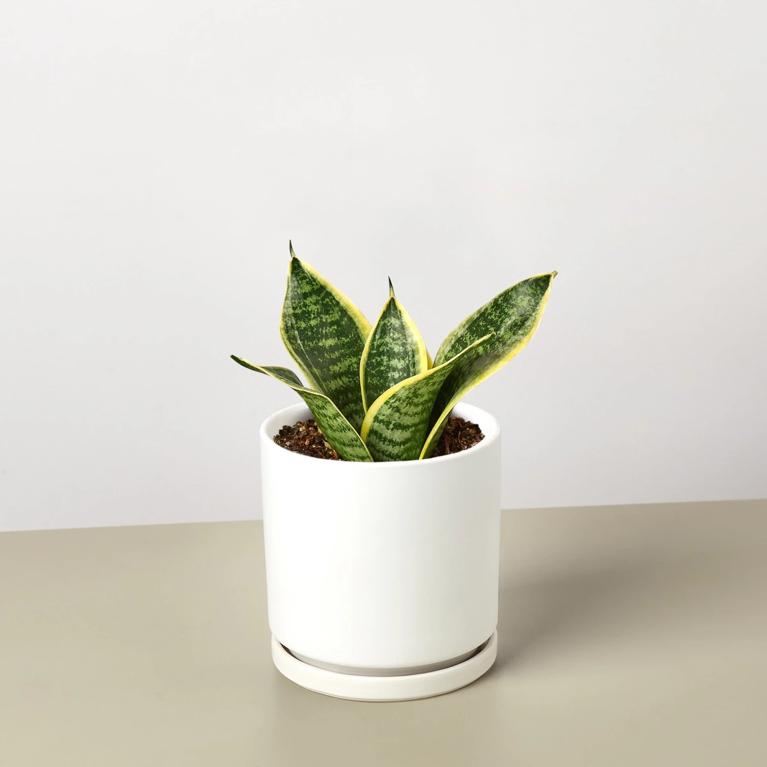 Snake Plant 'Laurentii Dwarf' 8 Snake Plant 'Laurentii Dwarf' - Image 8