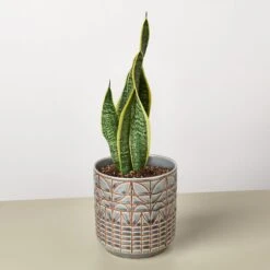 Snake Plant 'Laurentii' 28 Snake Plant 'Laurentii' -Plant house Snake Laurentii Navarro