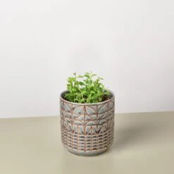 Succulent 'String Of Dolphins' 19 Succulent 'String Of Dolphins' -Plant house String of Dolphins Navarro