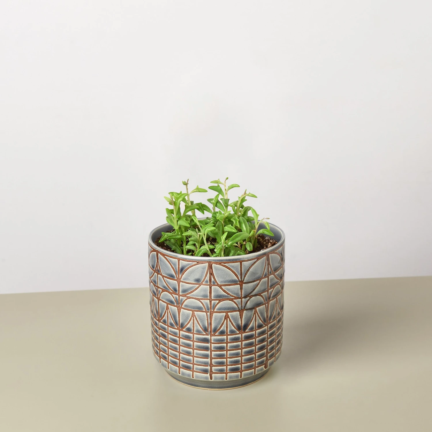 Succulent 'String Of Dolphins' 8 Succulent 'String Of Dolphins' - Image 8