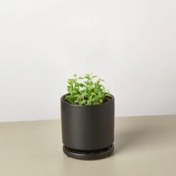 Succulent 'String Of Dolphins' 14 Succulent 'String Of Dolphins' -Plant house String of Dolphins black round