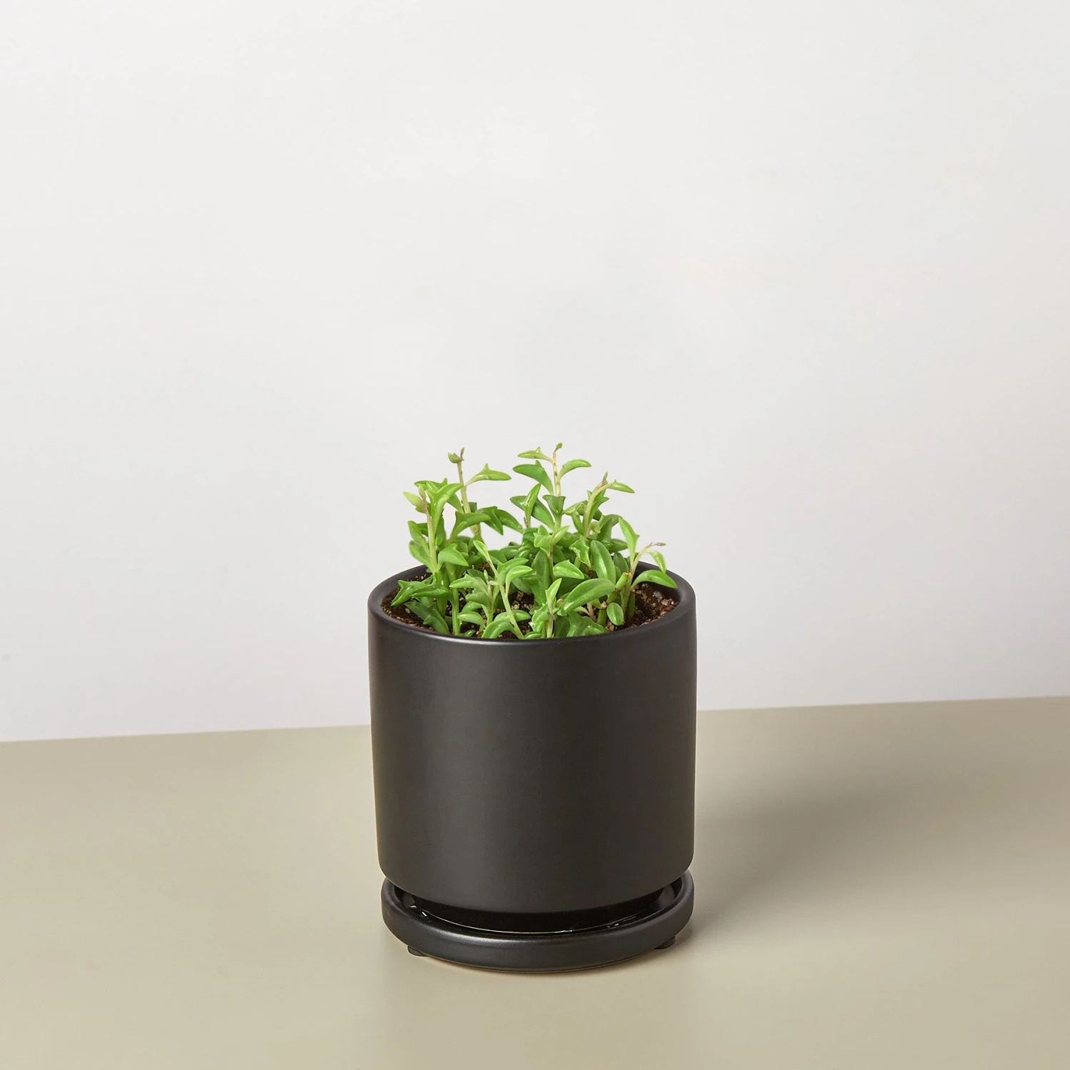 Succulent 'String Of Dolphins' 3 Succulent 'String Of Dolphins' - Image 3