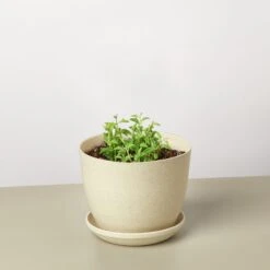 Succulent 'String Of Dolphins' 21 Succulent 'String Of Dolphins' -Plant house StringofDolphins FiberPot c28defc4 4b34 4ebd 971f aae02dd5ffbb