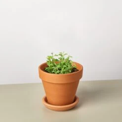 Succulent 'String Of Dolphins' 22 Succulent 'String Of Dolphins' -Plant house StringofDolphins TerraCotta