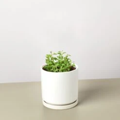 Succulent 'String Of Dolphins' 23 Succulent 'String Of Dolphins' -Plant house StringofDolphins WhiteRound