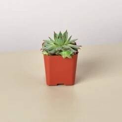 Succulent Variety Packs- 2.0" Pot