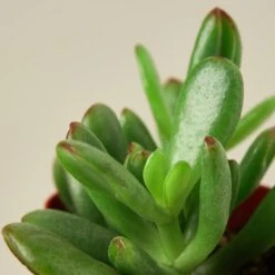 Succulent Crassula 'Jade' 11 Succulent Crassula 'Jade' -Plant house Succulents D 2 DETAIL