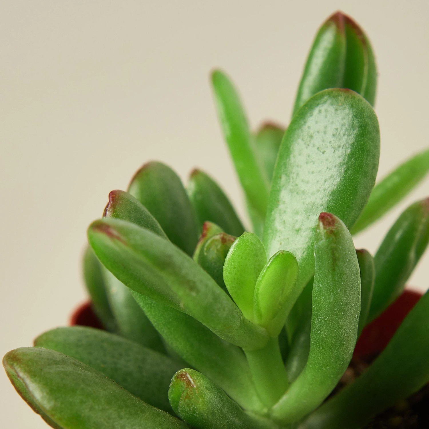 Succulent Crassula 'Jade' 4 Succulent Crassula 'Jade' - Image 4