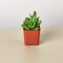 Succulent Crassula 'Jade' 10 Succulent Crassula 'Jade' -Plant house Succulents D 2 715683fe d76e 409f 935c 1ee4719c3733