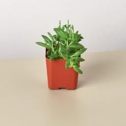 Succulent 'String Of Bananas' 18 Succulent 'String Of Bananas' -Plant house Succulents E 2